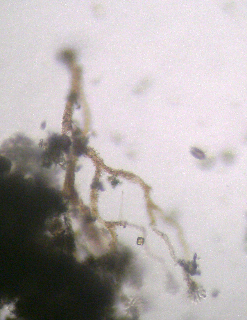 Anthophysis vegetans